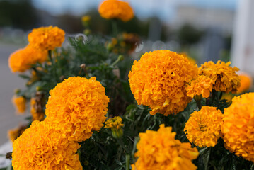 Tagetes erecta, known as African marigold or big marigold. garden of flowery orange marigold pots.