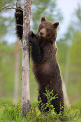 Fototapety na wymiar - Fototapeta24.pl
