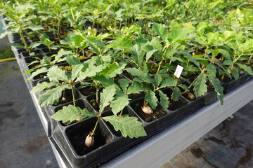 Oak seedlings growing in a plant nursery greenhouse