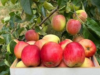Picked ripe red apples in the orchard.