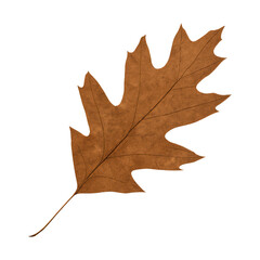 Obraz premium Real photo of falling brown oak leaf with transparent background