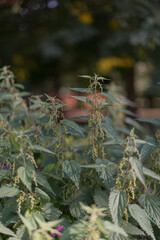 Common nettle has a long history of use as a source for traditional medicine, food, tea, and textile raw material.