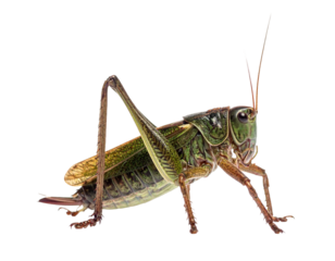 A side-view shot of an Orthoptera-Tettigoniidae, also known as a bush cricket or "long-horned grasshopper," isolated on a white background.