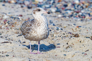 Junge Silbermöwe am Strand  an der Ostsee	