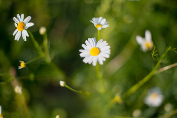 A top view of white chamomile flowers in green grass. White flowers in the grass. Pollen, petals, grass, pollen, summer, spring.