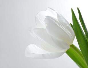 Obraz premium White tulip in soft light