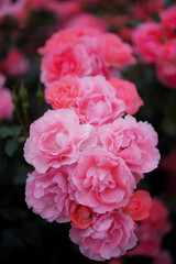 エレガントに咲くピンクのバラ