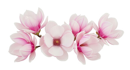 Soft Pink Magnolia Blossoms Cluster Isolated on White - Elegant Spring Flowers Arrangement