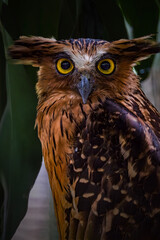 This striking bird is a Buffy Fish Owl