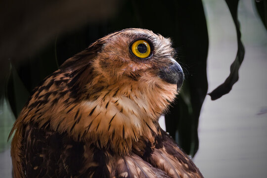 This striking bird is a Buffy Fish Owl