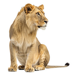 Obraz premium Majestic lion cub sitting and looking thoughtfully to the side, a symbol of strength and resilience, perfect for wildlife conservation campaigns 