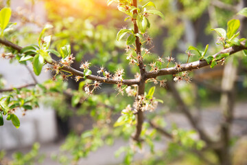 Frozen flowers of a fruit tree in spring. Frost in spring, damage to crops, copy space for text