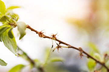 Black frostbitten flowers on a pear tree in spring, close-up
