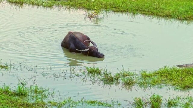 Philippine carabao 