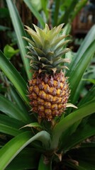 Obraz premium Small pineapple growing in garden, surrounded by spiky leaves