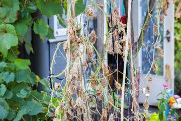 Dried borage leaves in a garden bed. Cucumber diseases, drought, and nutrient deficiencies, close-up, agriculture