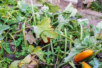 Yellow, diseased leaves on zucchini are caused by lack of water, sunburn, powdery mildew, downy mildew, and attacks by pests such as spider mites, background