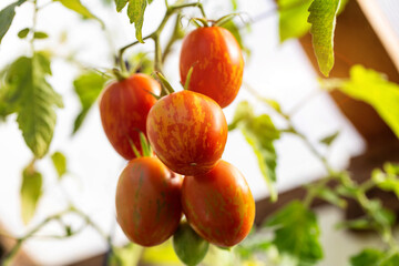 A bunch of Easter Egg tomatoes on a bush against the sun, close-up