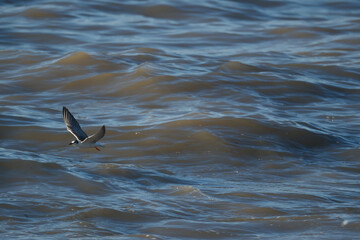 Bird flying over the Black Sea, Georgia.  Little tern soaring above the azure sea. Tern and waves. White Winged Tern in flight. Selective focus.