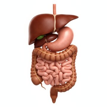 3D Render of Human Digestive System with Detailed Organs
