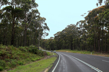 On the Princess Highway (A1) from Lakes Entrance (VIC) to Eden (NSW) through eucalyptus forests, Australia