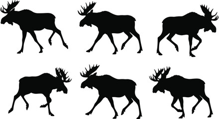 Set of six moose silhouettes in walking poses, wildlife animal vector illustration, antler profile design for nature, hunting, forest themes