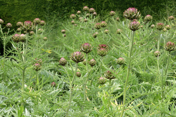 Field of artichokes plants 