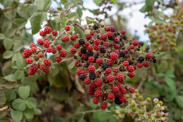 Wild Raspberries Growing in Nature – Fresh and Untamed Berries