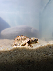 Razorback Turtle
