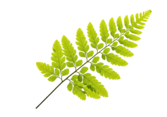Isolated fern frond leaf, detail, green foliage, fernery, plant, fern, lush, natural, wild, botanical