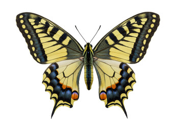 Isolated Butterfly Papilio machaon insect with open wings, pattern detail for decoration