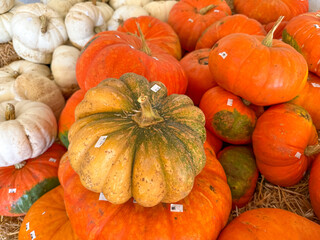 Large piles scattering of small pumpkins and gourds at a pumpkin patch in October for a Fall Festival
