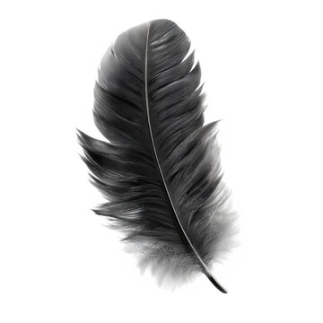 Monochrome Feather Portrait Elegant Avian Plumage Isolated on Black a Study in Textural Contrast and Delicate Form