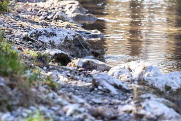 river in the forest