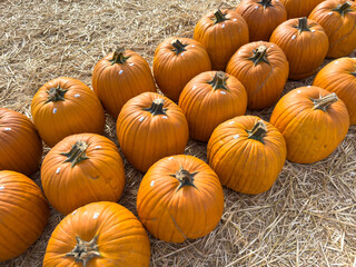 Large piles scattering of small pumpkins and gourds at a pumpkin patch in October for a Fall Festival