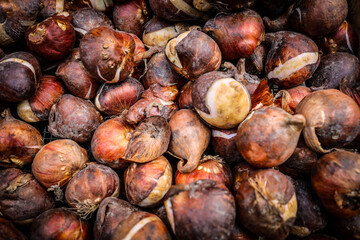 Amsterdam Cityscape Tulip Market in Amsterdam with Blooms, Bulbs, and Urban Street Life