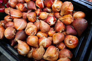 Amsterdam Cityscape Tulip Market in Amsterdam with Blooms, Bulbs, and Urban Street Life