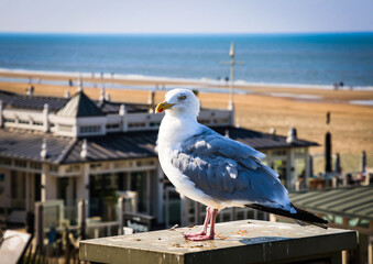 Zandvoort aan Zee Coastal Scene with Beach, Promenade, and Seasonal Atmosphere