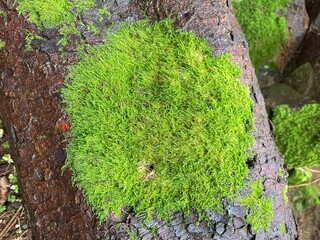 moss on tree, nature background 