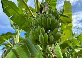 bunch of bananas, Banana tree