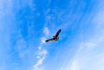 Zandvoort aan Zee Coastal Scene with flying seagul