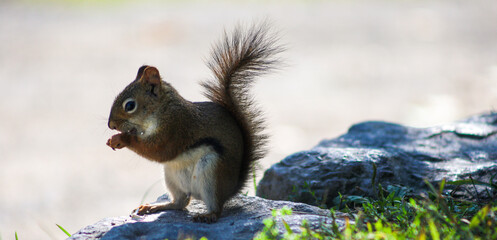 Adorable red squirrel eating a nut on a rock in natural daylight
