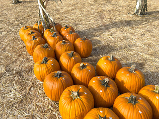 Large piles scattering of small pumpkins and gourds at a pumpkin patch in October for a Fall Festival