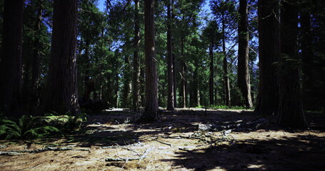 Sunlight filters through tall trees in a lush forest, casting gentle shadows on the forest floor. Green foliage and patches of sunlight create a peaceful outdoor atmosphere.