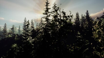 Sunrise casts enchanting light over a dense forest, illuminating tall evergreens. The tranquil atmosphere is filled with serenity as the trees sway softly in the morning breeze, inviting exploration.