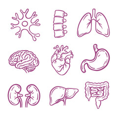 Vector set of human internal organs and anatomy icons. Medical illustration of brain, heart, lungs, liver, kidneys, stomach, intestines and neuron for healthcare and education design