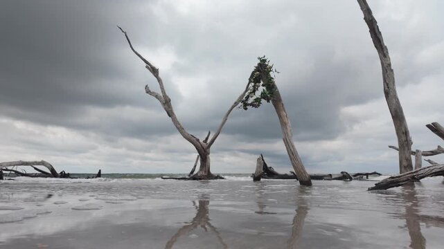 Stormy coastal driftwood tree with green wreath swaying in the wind, Morris Island, South Carolina