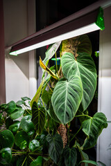 Growing plants under phyto lamp on window at home in winter season. Closeup of LED lamp for supplementary lighting of Philodendron Splendid, Pilea peperomioides. Plant care, additional illumination.