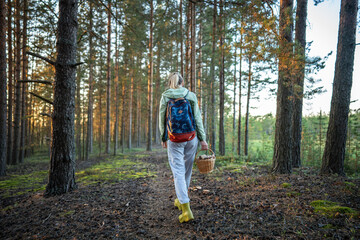 Woman traveler hiking in fall woodland gathering mushrooms on seasonal forage rearview. Autumn nature explore, forest mushroom picking, stroll in woods, seasonal harvest, solitary female backpacker