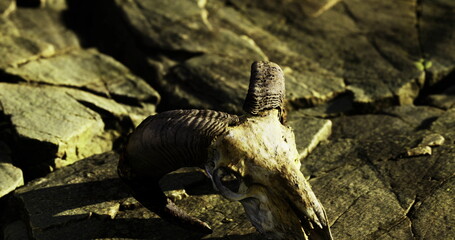 A weathered ram skull lies among the jagged rocks, illuminated by soft sunlight. This tranquil moment captures natures essence in a raw and fascinating setting, evoking curiosity and reflection.